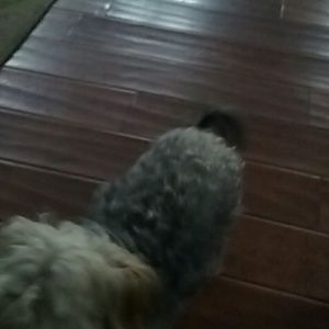 Meet your Posher, Alan