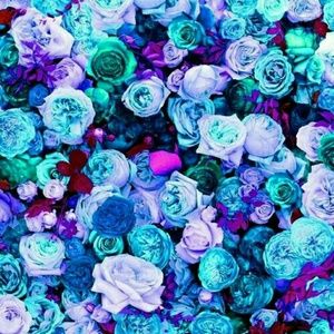 Meet your Posher, Brittny