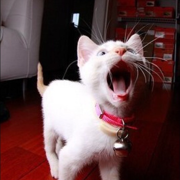 Meet your Posher, Victoria - Picture 1 of 1