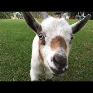 Meet your Posher, Shannon