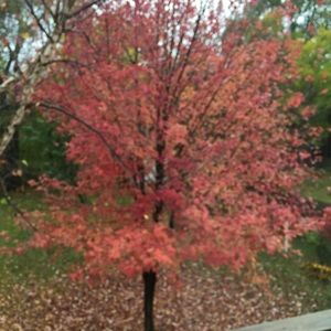 Meet your Posher, Olga