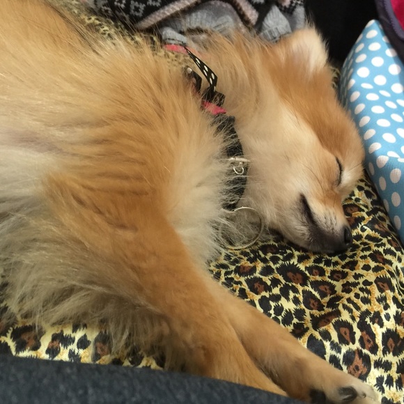 My baby ! Pomeranian ❤️😍