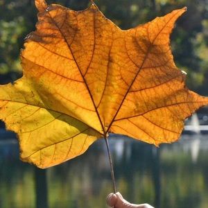 Meet your Posher, Hoong