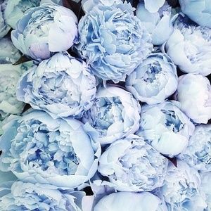 Meet your Posher, Sophia