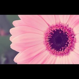 Meet your Posher, Allie