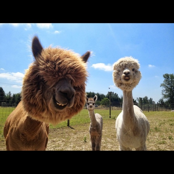 Meet your Posher, Elle