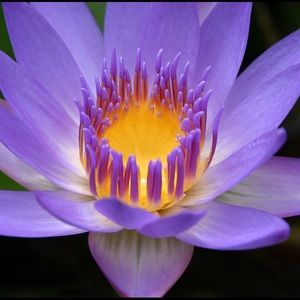 Meet your Posher, Meredith