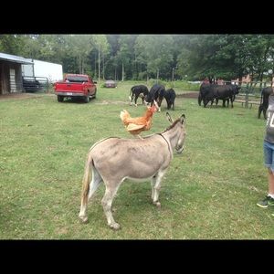 Meet your Posher, Melissa