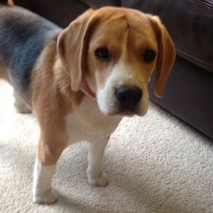 Meet your Posher, Monica