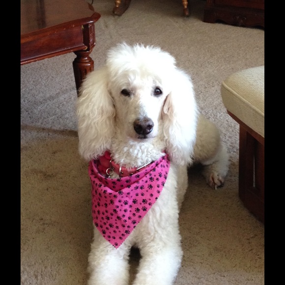 Meet your Posher, Bethany - Picture 3 of 4