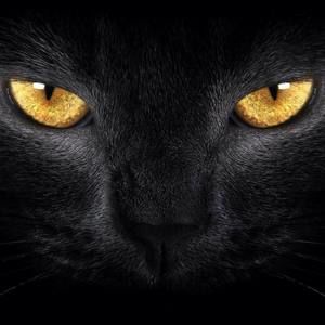 Meet your Posher, Kelie