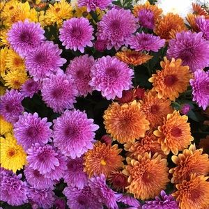 Meet your Posher, Lynn