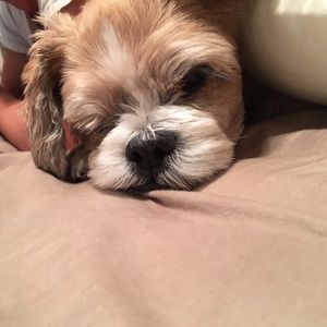 Meet your Posher, Sheryl