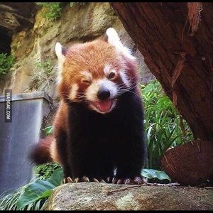 Meet your Posher, Janet