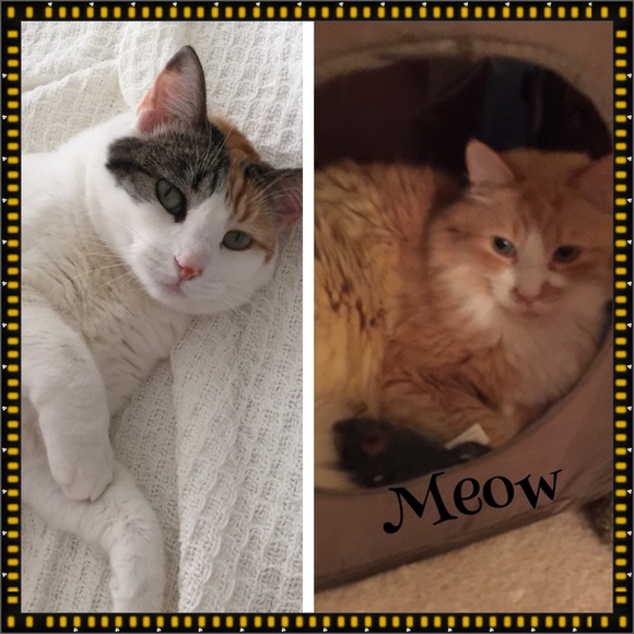 Meet your Posher, Suzi - Picture 3 of 3