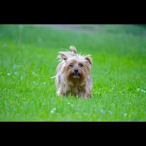 Meet your Posher, Anne