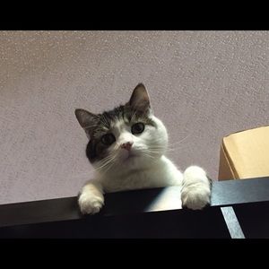 Meet your Posher, Ash