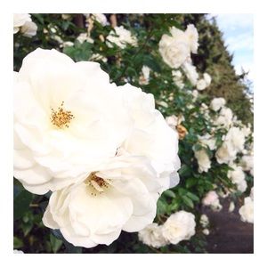 Meet your Posher, Jaycee