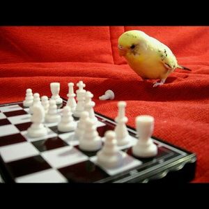 Meet your Posher, Jasmine