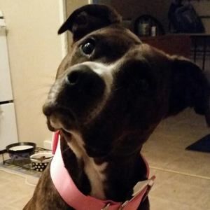 Meet your Posher, Heidi