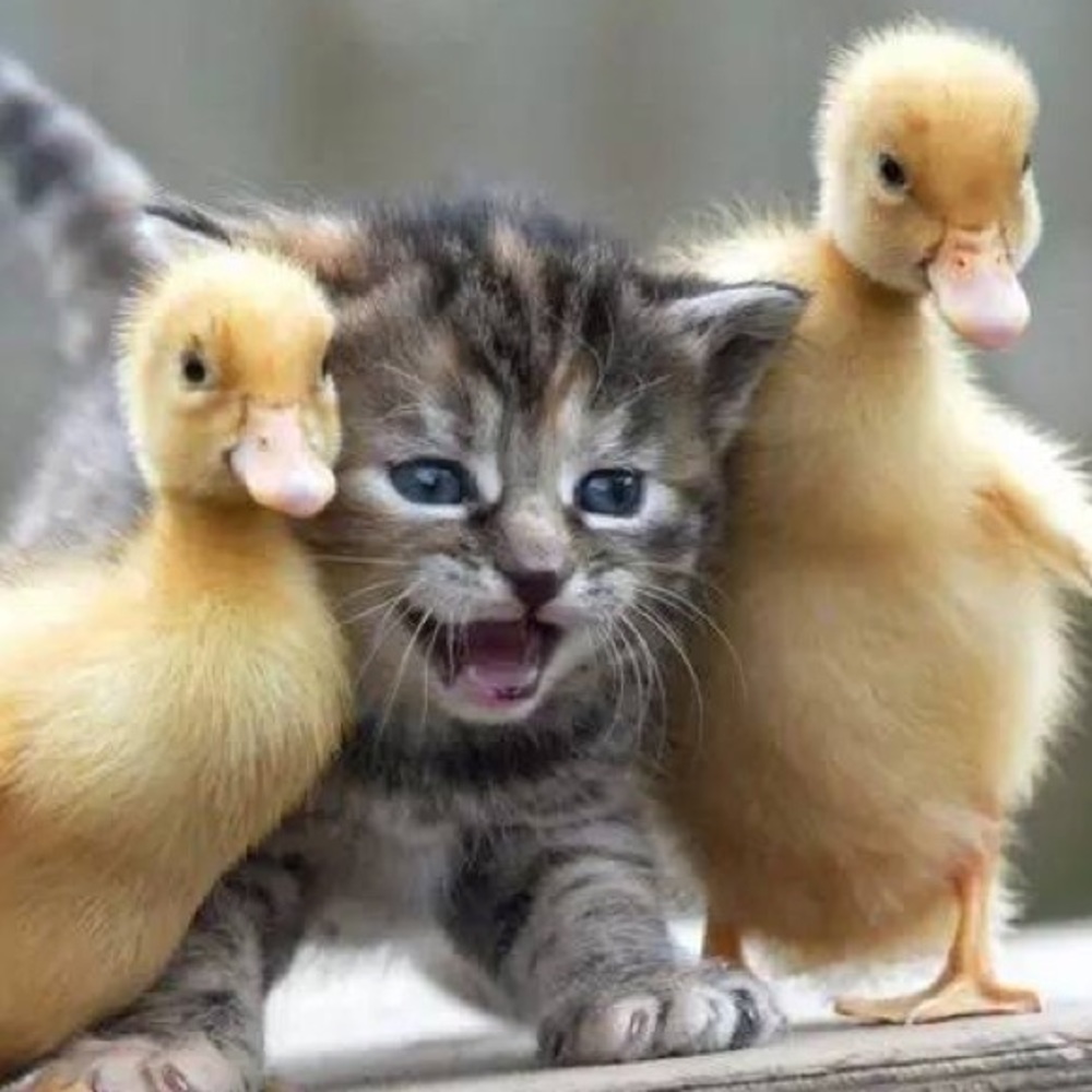 Meet your Posher, Karen