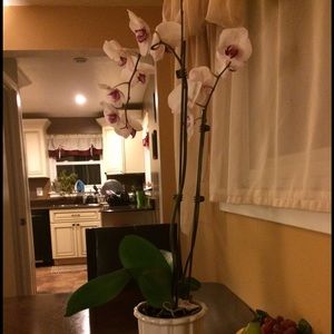 Meet your Posher, Juana