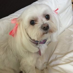 Meet your Posher, Julie