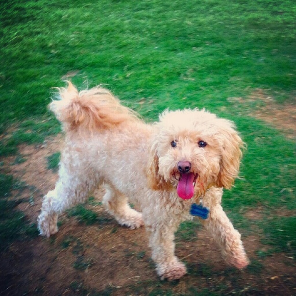 Meet your Posher, Jojo - Picture 1 of 1