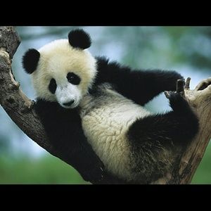 Meet your Posher, Angelica