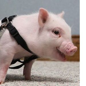 Meet your Posher, Iris