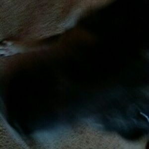 Meet your Posher, Donna