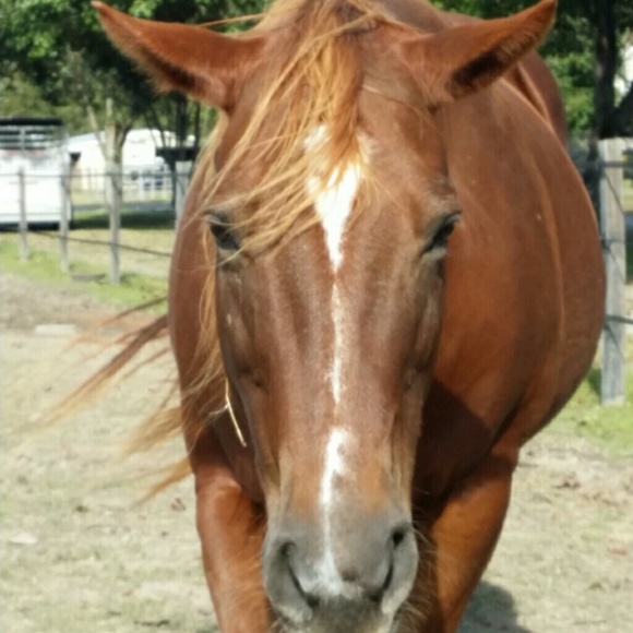 Meet your Posher, Carlene - Picture 1 of 1