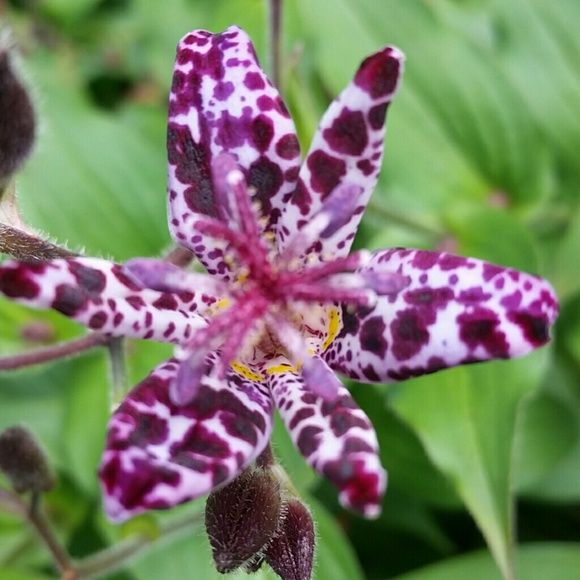 Meet your Posher, Crystal