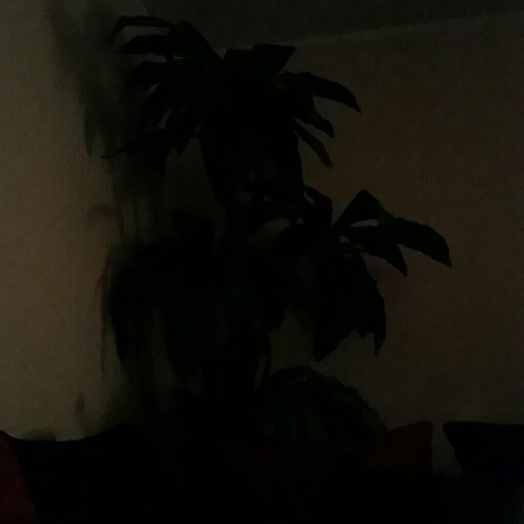 Meet your Posher, Cyn - Picture 1 of 1