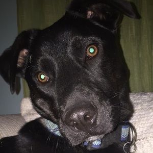 Meet your Posher, Allison