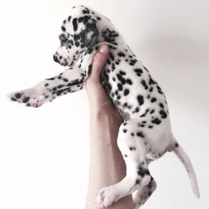 Meet your Posher, Leslie