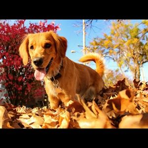 Meet your Posher, Paige