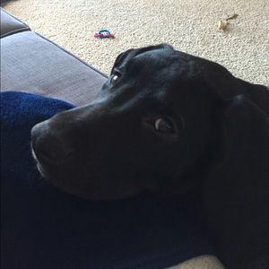 Meet your Posher, Lisa