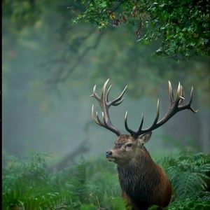 Meet your Posher, Martha