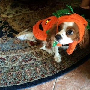 Meet your Posher, Daniela