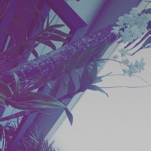 Meet your Posher, Laney