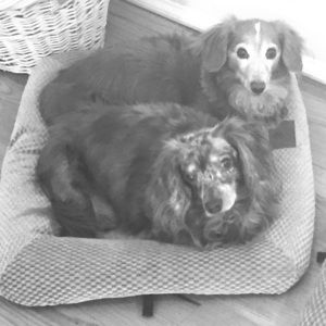 Just a picture of my dogs :-)