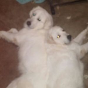 Meet your Posher, Alisha