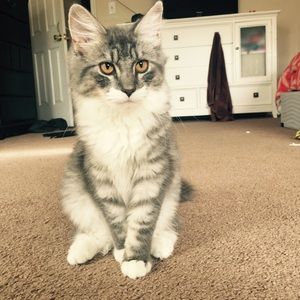 Meet your Posher, Melissa