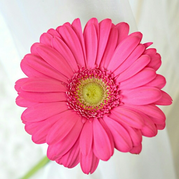 Meet your Posher, Tyesha - Picture 1 of 1