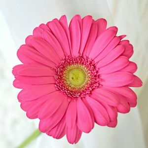 Meet your Posher, Tyesha