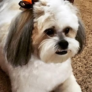 Meet your Posher, Brandy