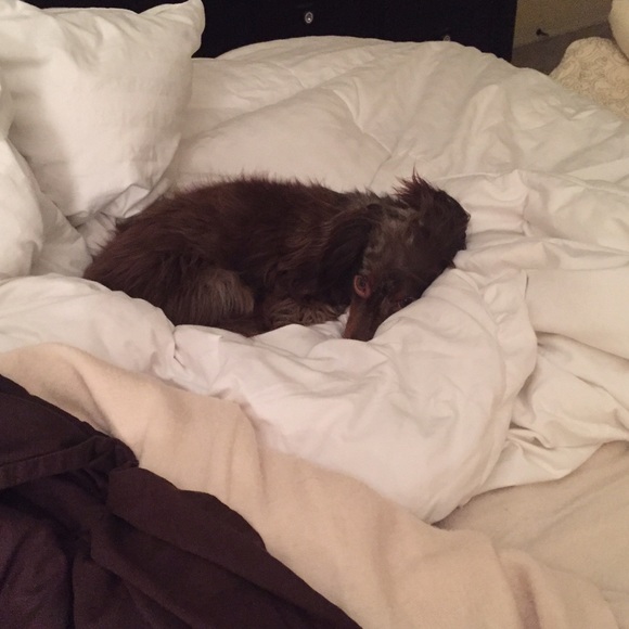 Meet your Posher, Baylee - Picture 1 of 1