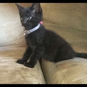 Meet your Posher, Celene