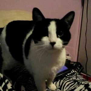 Meet your Posher, Sav